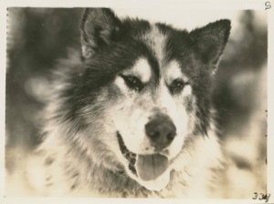 Image of Eskimo [Inuit] Dog's Head, Snap